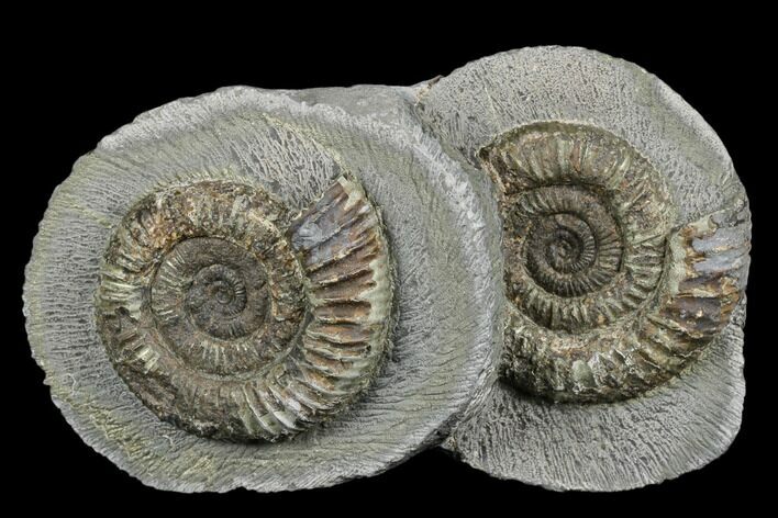 Ammonite (Dactylioceras) Fossil Pair - England #181896